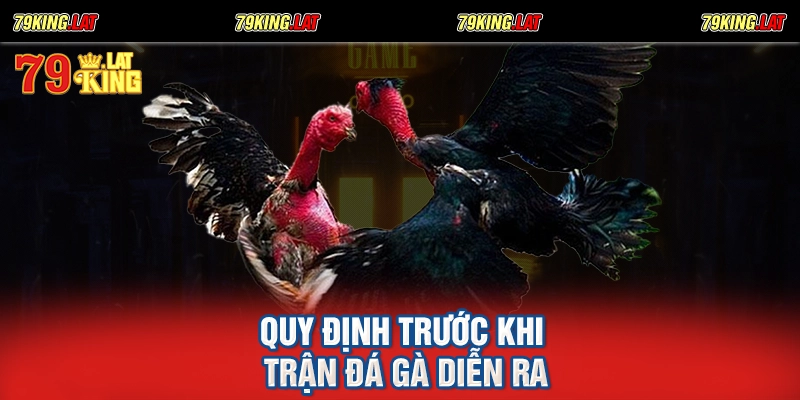Quy định trước khi trận đá gà diễn ra