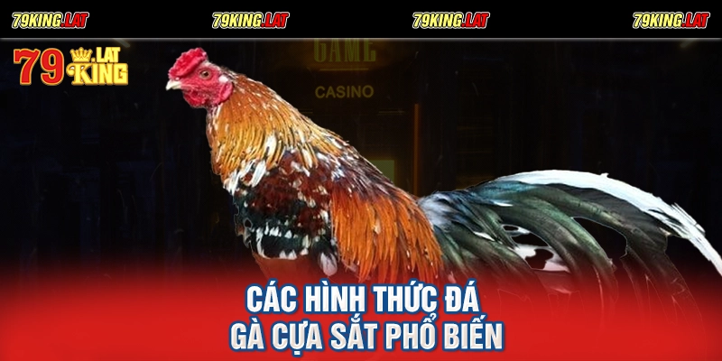 Các hình thức đá gà cựa sắt phổ biến